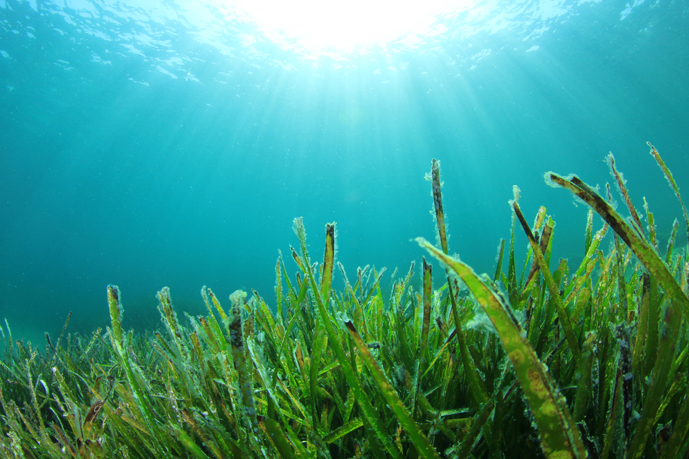submarine exploration & analysis of seagrass