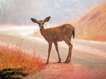 california’s carr fire grows larger and more deadly