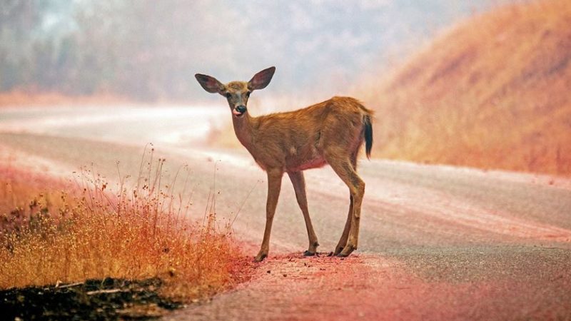 california’s carr fire grows larger and more deadly