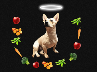 gregory okin in vox: i don’t eat meat. should my dog?