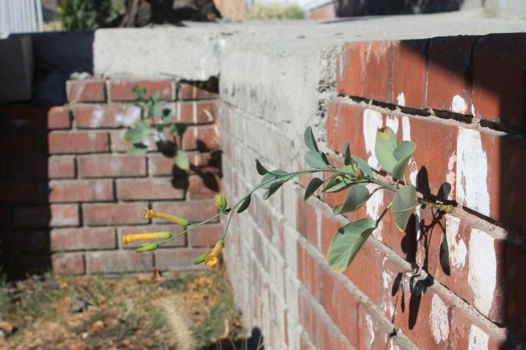 street plants: wild flora of los angeles