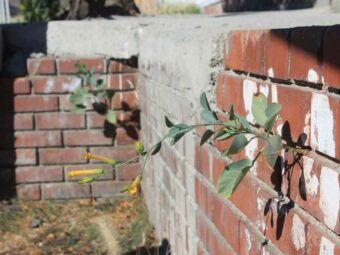 street plants: wild flora of los angeles