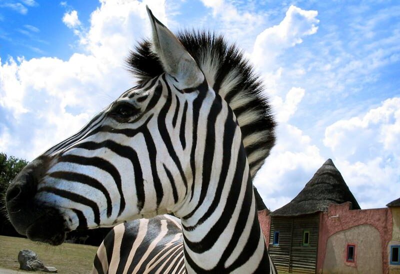the truth behind why zebras have stripes