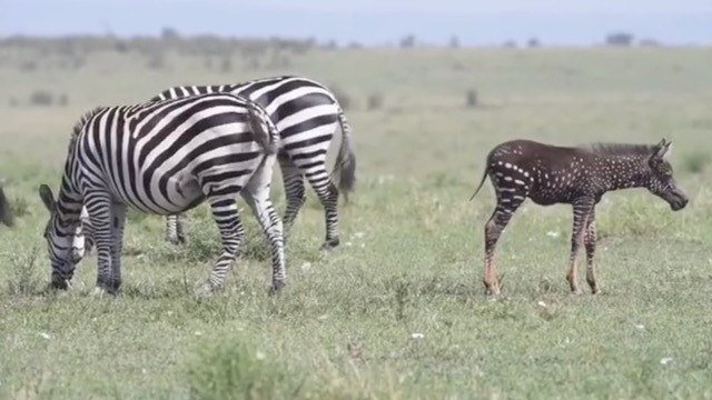 rare polka-dotted zebra foal photographed in kenya