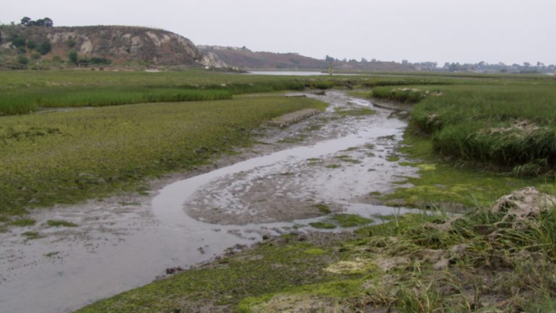 does eutrophication first drive “basification” then acidification in california estuaries?